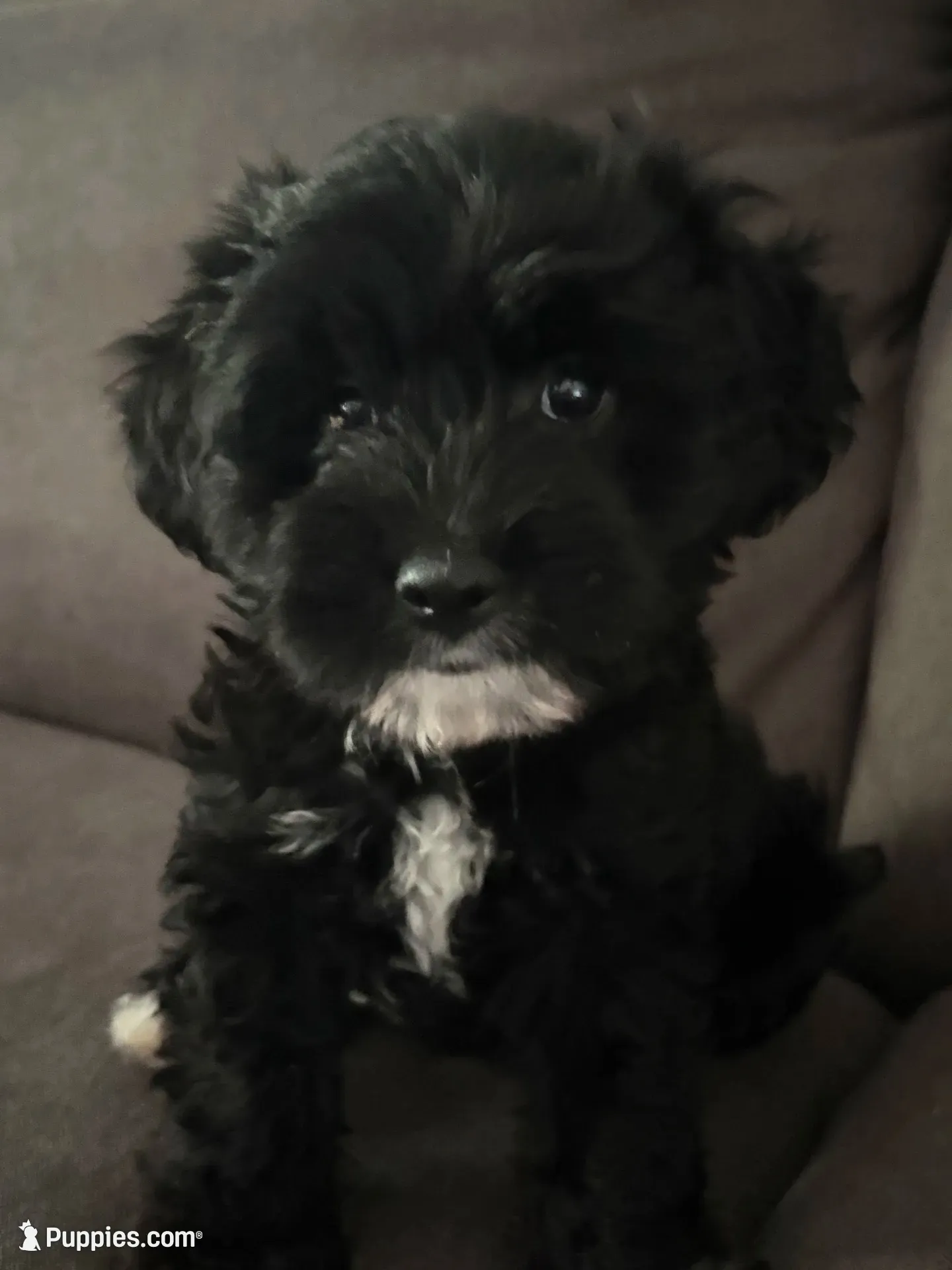Kallie Girl, a female Cavapoo for sale in Commerce, GA – 2 of 10