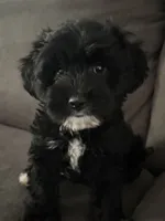 Khloe, a female Cavapoo for sale in Commerce, GA – 2 of 4