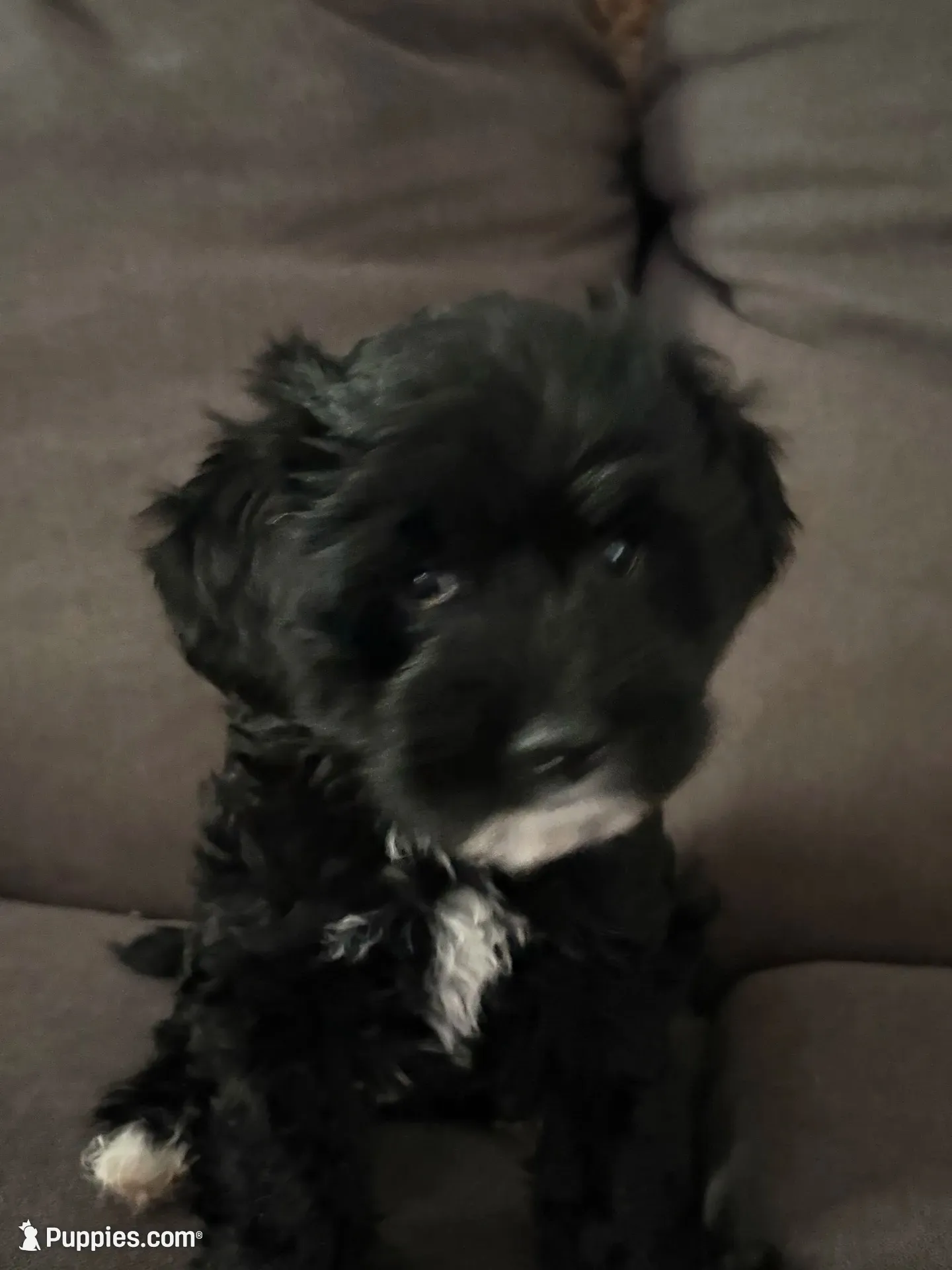 Kallie Girl, a female Cavapoo for sale in Commerce, GA – 6 of 10
