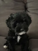 Khloe, a female Cavapoo for sale in Commerce, GA – 4 of 4