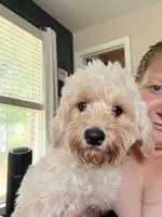 Lennox 💕(Lenny), a male Cavapoo for sale in Commerce, GA – 6 of 10