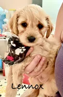 Lennox 💕(Lenny), a male Cavapoo for sale in Commerce, GA – 10 of 10