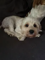 Lennox, a male Cavapoo for sale in Commerce, GA – 2 of 2