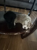 Kaleb, a male Cavapoo for sale in Commerce, GA – 4 of 4