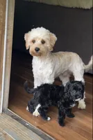 Kallie Girl, a female Cavapoo for sale in Commerce, GA – 9 of 10