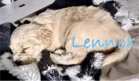 Lennox 💕(Lenny), a male Cavapoo for sale in Commerce, GA – 9 of 10