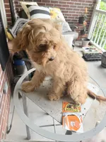Lionel, a male Cavapoo for sale in Commerce, GA – 8 of 10