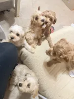 Lionel, a male Cavapoo for sale in Commerce, GA – 9 of 10