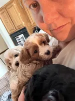 Khloe 💕, a female Cavapoo for sale in Commerce, GA – 7 of 7
