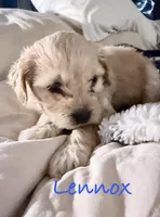 Lennox 💕(Lenny), a male Cavapoo for sale in Commerce, GA – 8 of 10