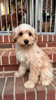 Lionel, a male Cavapoo for sale in Commerce, GA – 4 of 10