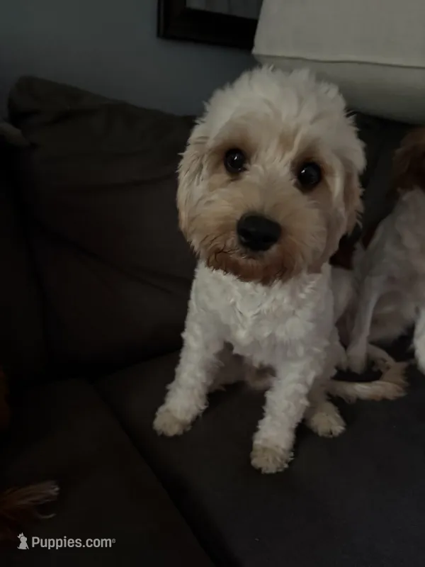 Lennox – Cavapoo puppy for sale in Commerce, GA