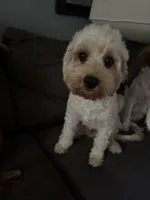 Lennox, a male Cavapoo for sale in Commerce, GA – 1 of 2