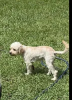 Lennox 💕(Lenny), a male Cavapoo for sale in Commerce, GA – 4 of 10