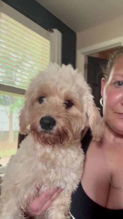 Lennox 💕(Lenny), a male Cavapoo for sale in Commerce, GA – 7 of 10