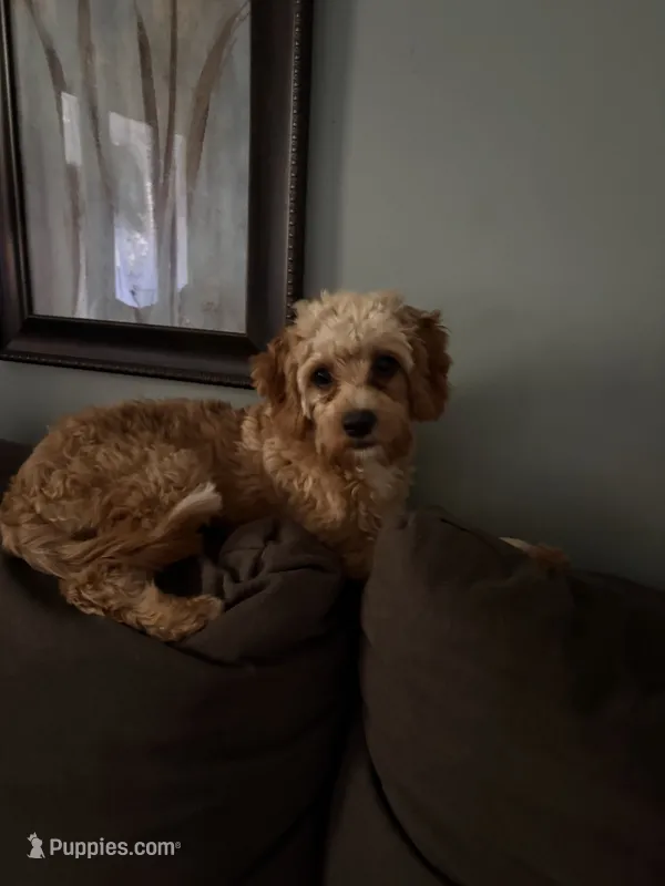 Lionel – Cavapoo puppy for sale in Commerce, GA