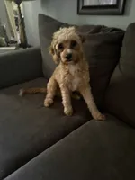 Lionel, a male Cavapoo for sale in Commerce, GA – 2 of 10