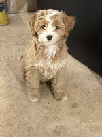 Khloe 💕, a female Cavapoo for sale in Commerce, GA – 4 of 7