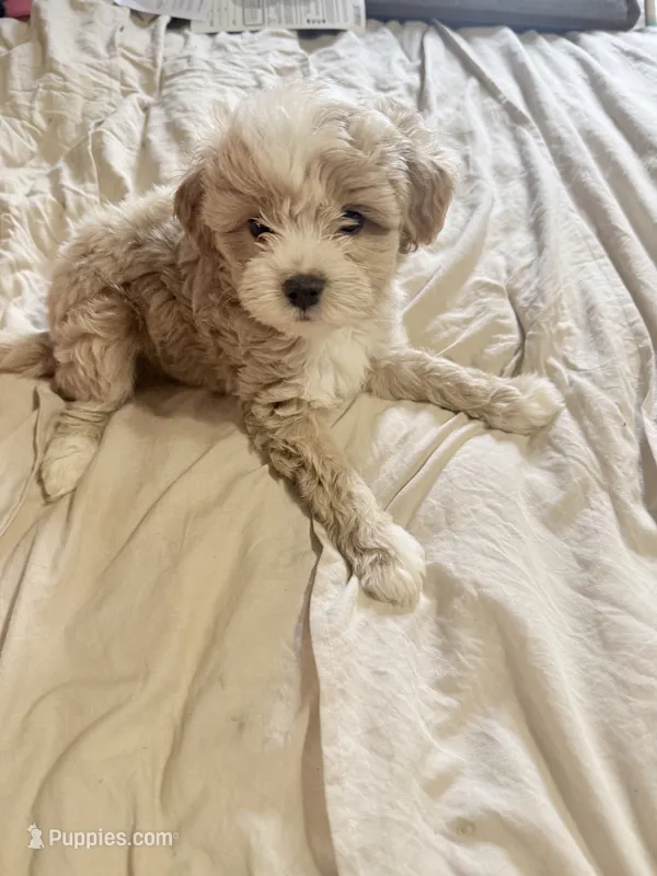 Kaleb 🐶  – Cavapoo puppy for sale in Commerce, GA