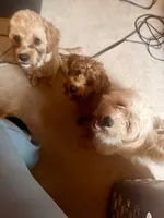 Lionel, a male Cavapoo for sale in Commerce, GA – 6 of 10