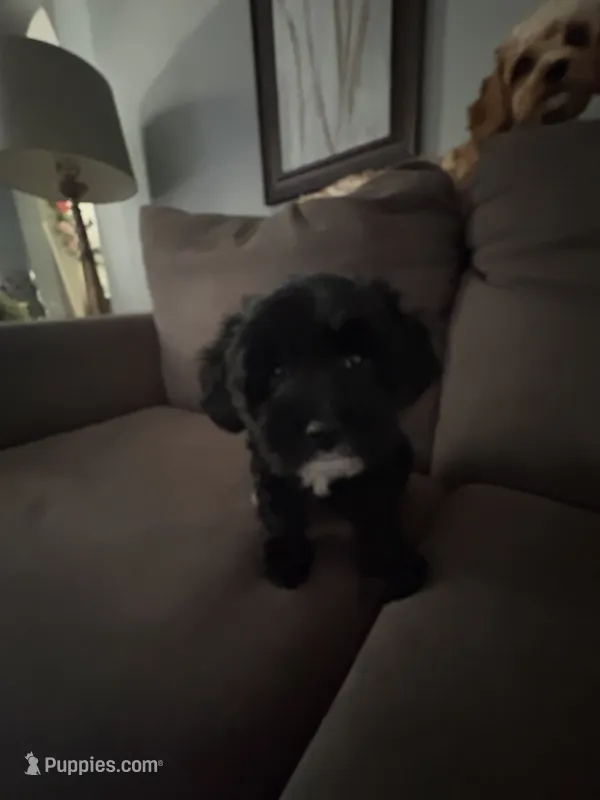 Khloe – Cavapoo puppy for sale in Commerce, GA