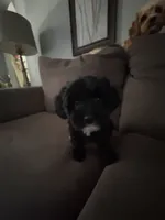 Khloe, a female Cavapoo for sale in Commerce, GA – 1 of 4