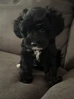 Khloe, a female Cavapoo for sale in Commerce, GA – 3 of 4