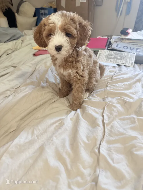 Khloe – Cavapoo puppy for sale in Commerce, GA