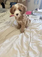 Khloe, a female Cavapoo for sale in Commerce, GA – 1 of 3