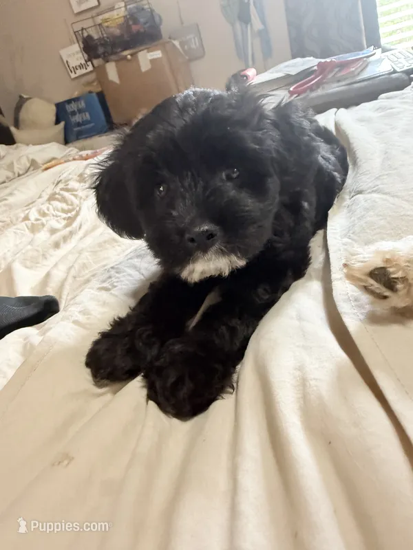 Kallie Girl – Cavapoo puppy for sale in Commerce, GA