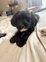 Kallie Girl, a female Cavapoo for sale in Commerce, GA – 1 of 10