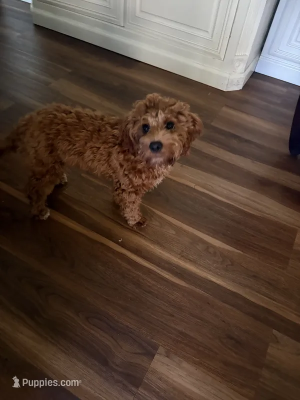 Liam – Cavapoo puppy for sale in Commerce, GA
