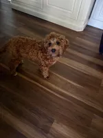 Liam, a male Cavapoo for sale in Commerce, GA – 1 of 4