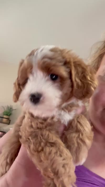 Khloe 💕, a female Cavapoo for sale in Commerce, GA – 6 of 7