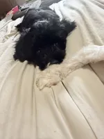 Kallie Girl, a female Cavapoo for sale in Commerce, GA – 8 of 10