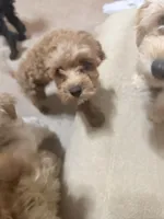 Lionel, a male Cavapoo for sale in Commerce, GA – 10 of 10