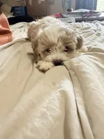 Kaleb 🐶 , a male Cavapoo for sale in Commerce, GA – 2 of 10