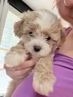 Kaleb 🐶 , a male Cavapoo for sale in Commerce, GA – 7 of 10