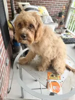 Lionel, a male Cavapoo for sale in Commerce, GA – 7 of 10
