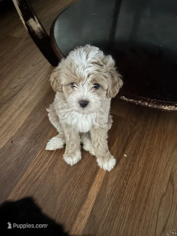 Kaleb – Cavapoo puppy for sale in Commerce, GA