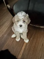 Kaleb, a male Cavapoo for sale in Commerce, GA – 1 of 4