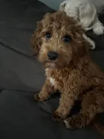 Liam, a male Cavapoo for sale in Commerce, GA – 2 of 4