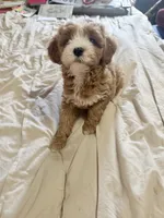 Khloe, a female Cavapoo for sale in Commerce, GA – 2 of 3