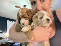 Khloe 💕, a female Cavapoo for sale in Commerce, GA – 5 of 7