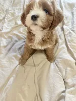 Khloe, a female Cavapoo for sale in Commerce, GA – 3 of 3