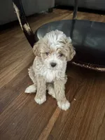 Kaleb, a male Cavapoo for sale in Commerce, GA – 3 of 4