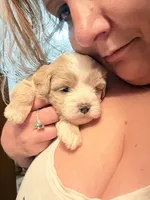 Kaleb 🐶 , a male Cavapoo for sale in Commerce, GA – 10 of 10