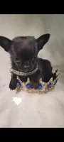 Prince , a male Chihuahua for sale in San Antonio, TX – 3 of 7