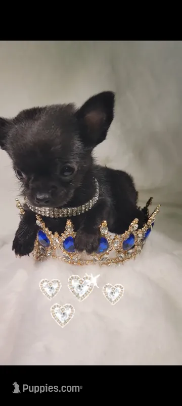 Prince  – Chihuahua puppy for sale in San Antonio, TX