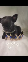 Prince , a male Chihuahua for sale in San Antonio, TX – 1 of 7